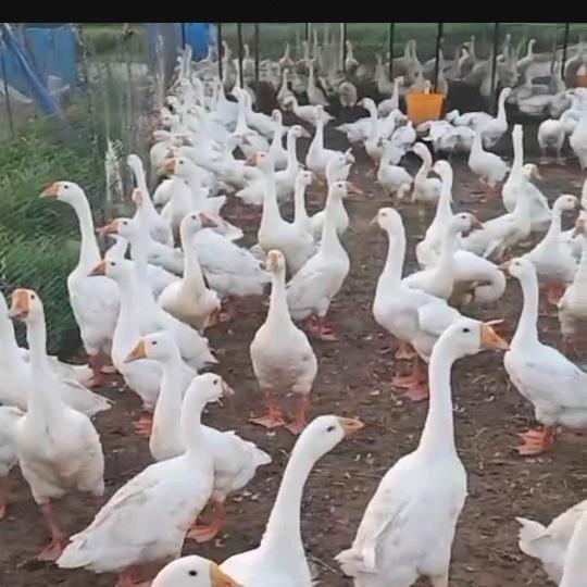 销售肉鹅，老鹅，鹅苗，饲料！