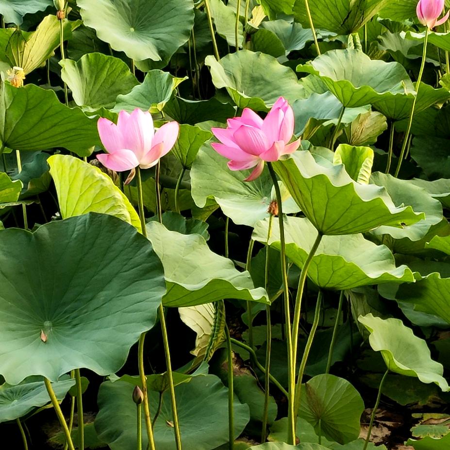 清风冷客(隆兴菜业)