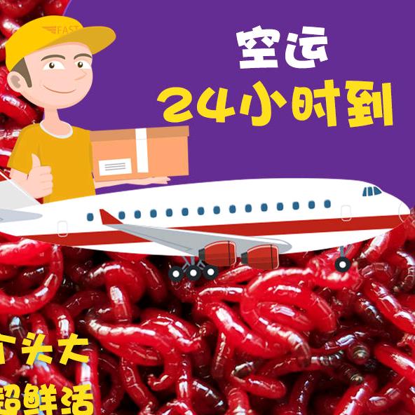 张子文红虫批发(收徒)