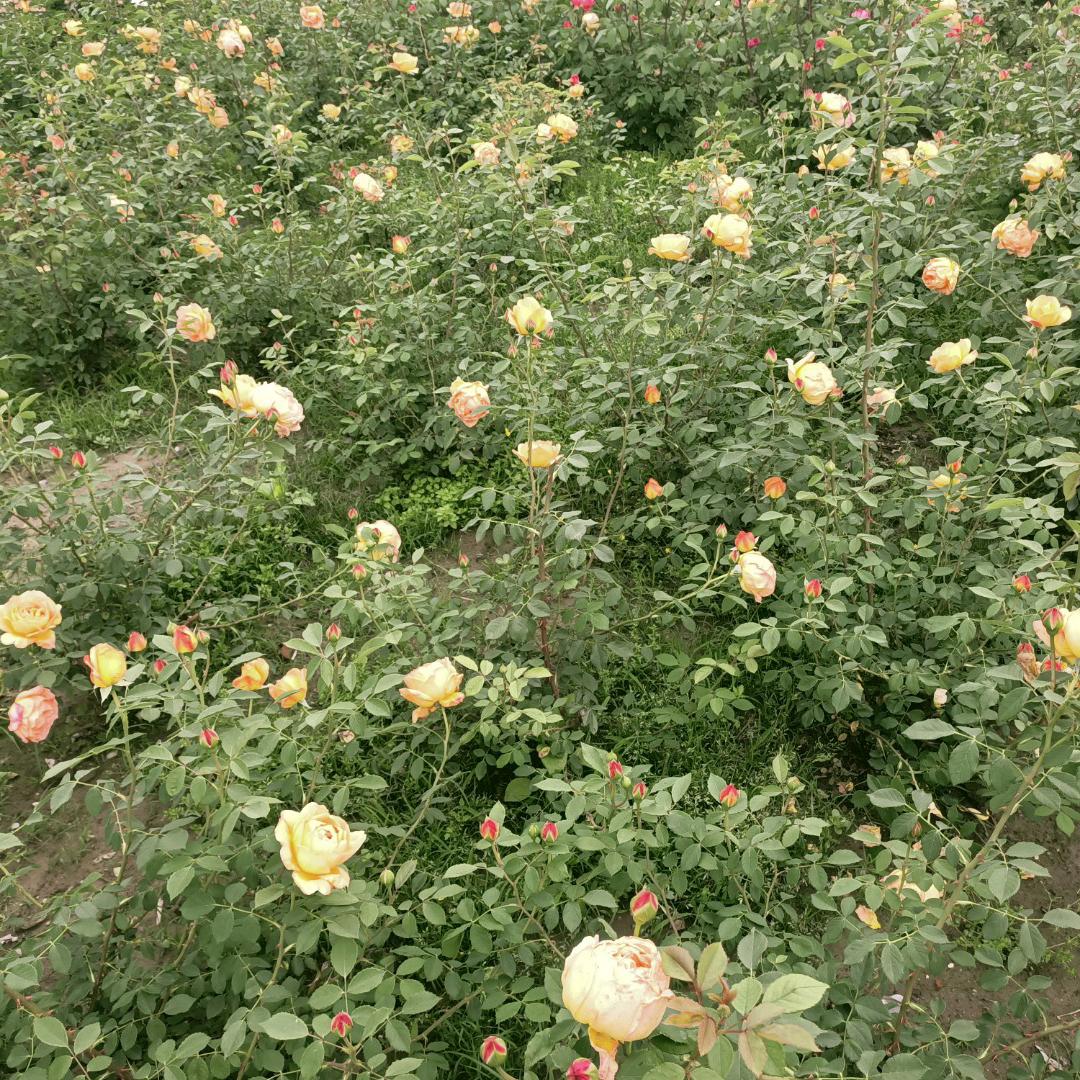 依荷停雨