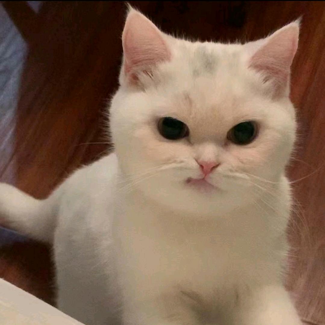 猫猫我在