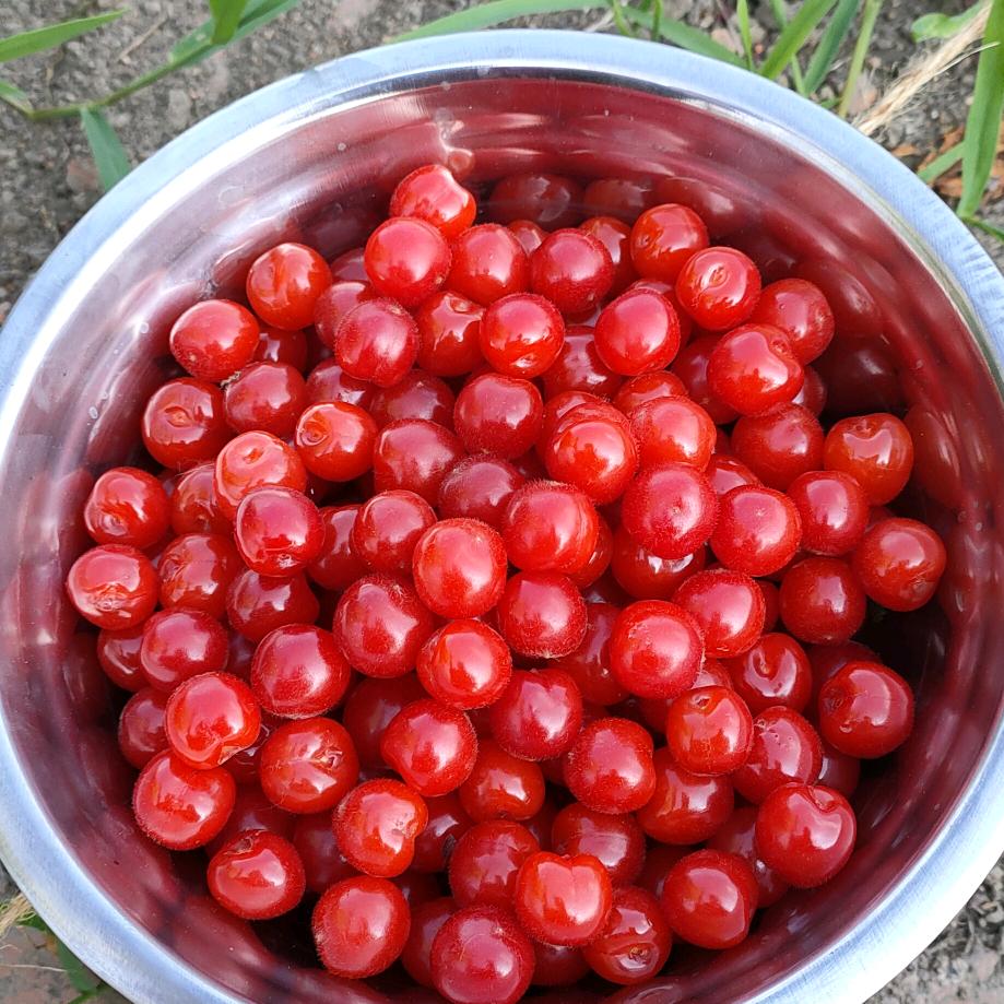 苏菲娅！！！