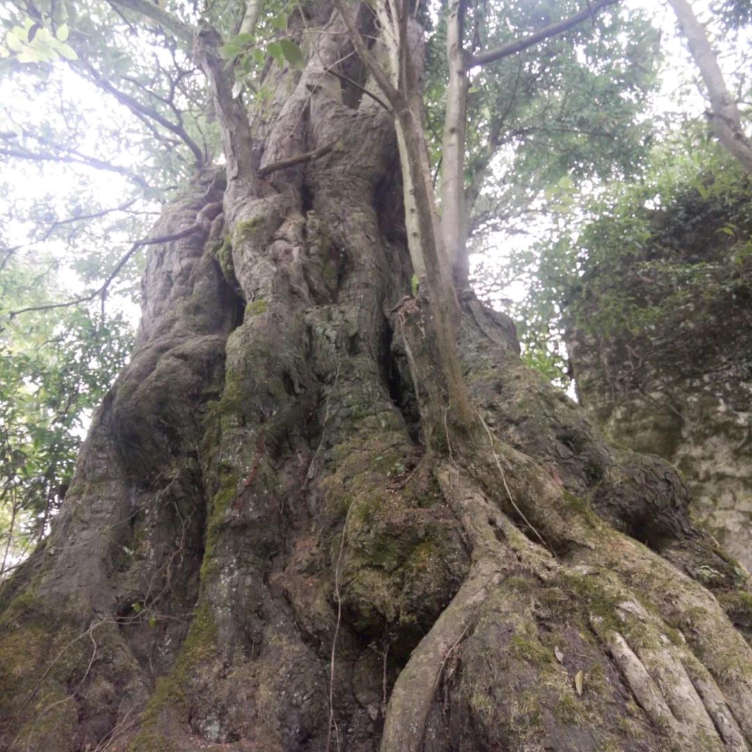 高光贵