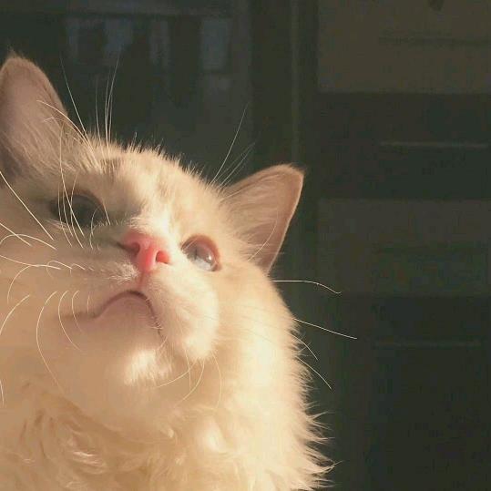 🌈梦辰🐯