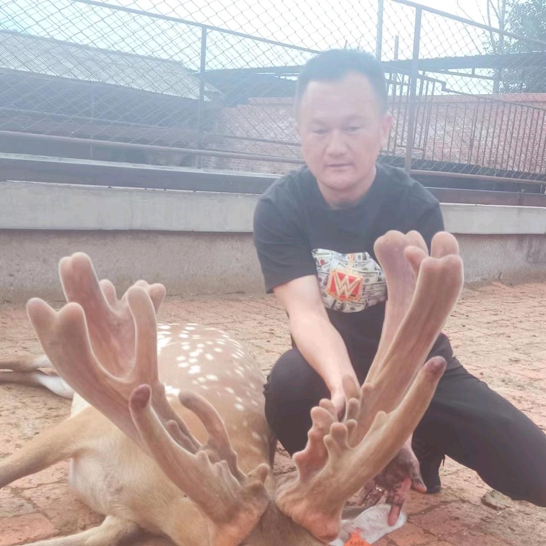 郑哥爱养鹿