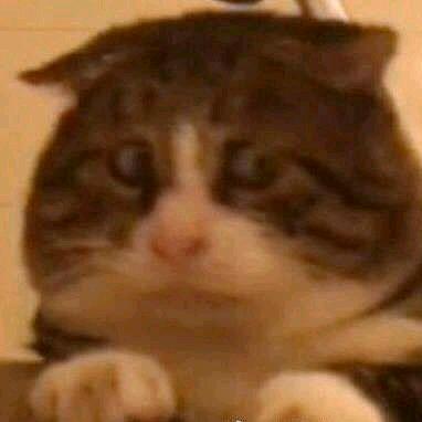 胖胖胖胖胖的喵