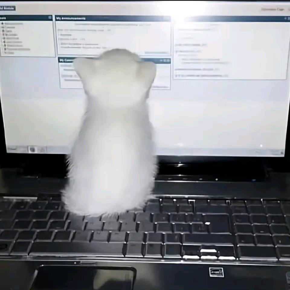 林北虾仁不眨眼