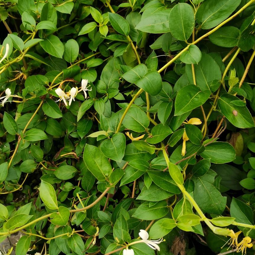 夜雨知非