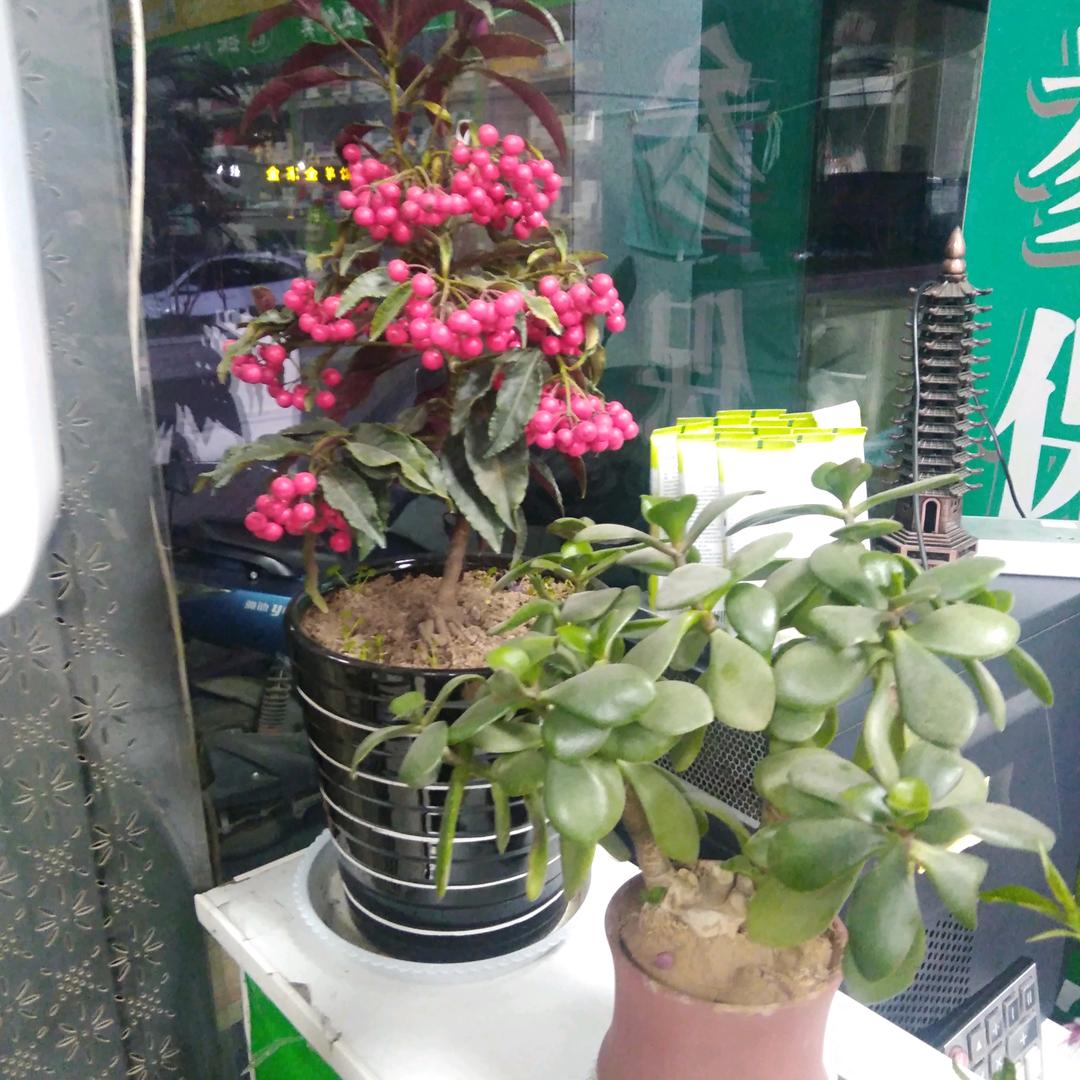 一棵小草、