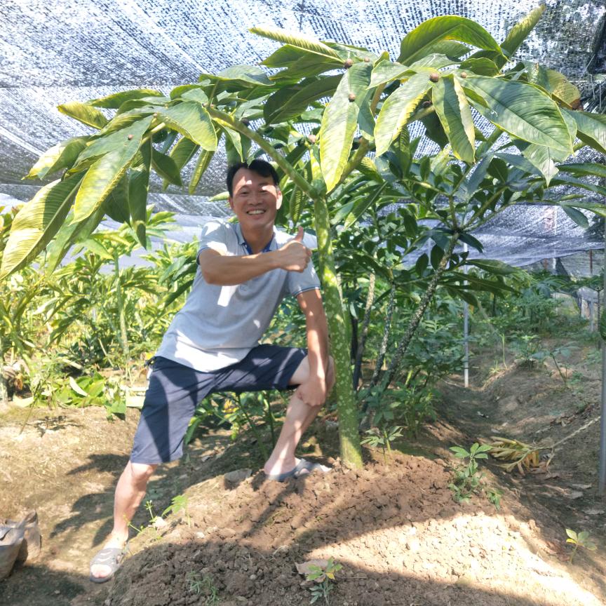 湖南魔芋探索者