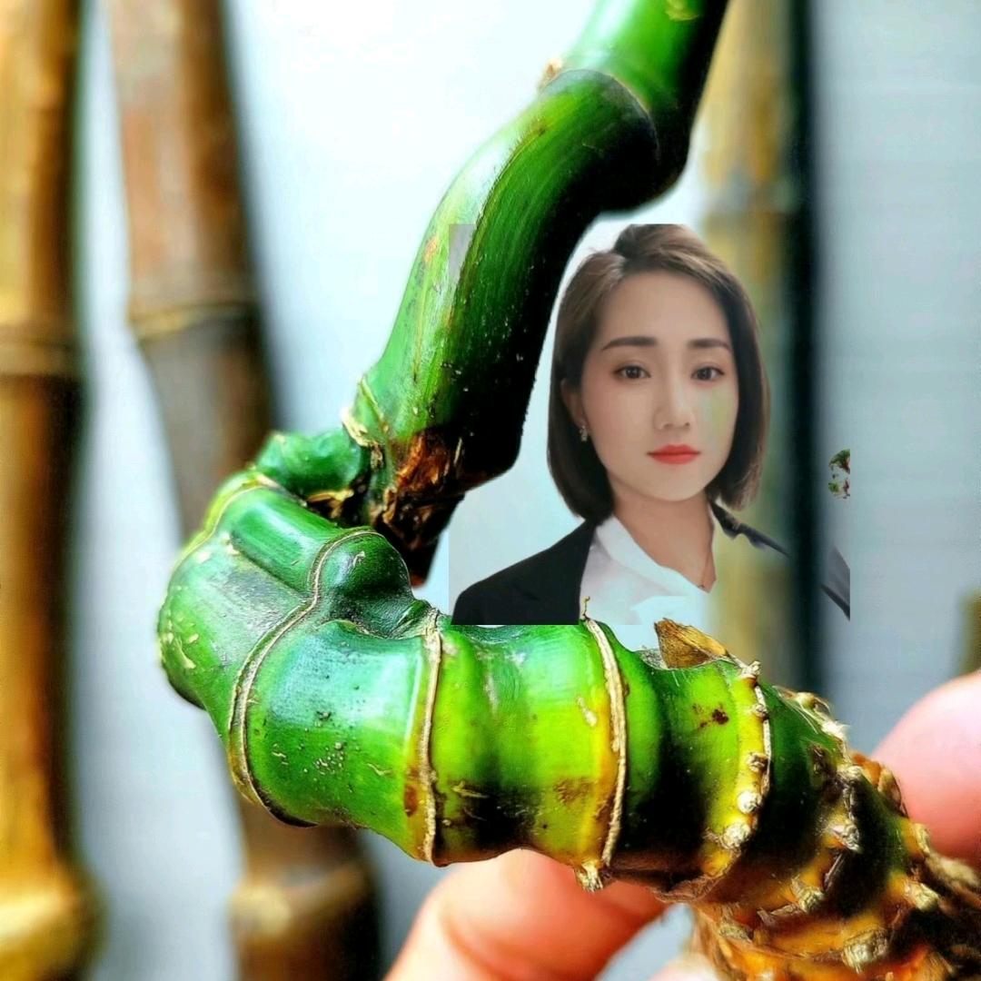老杨实心玉竹（七月）