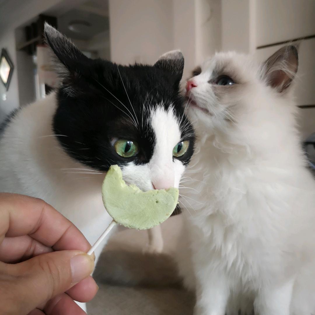哈哈与豆豆🍎