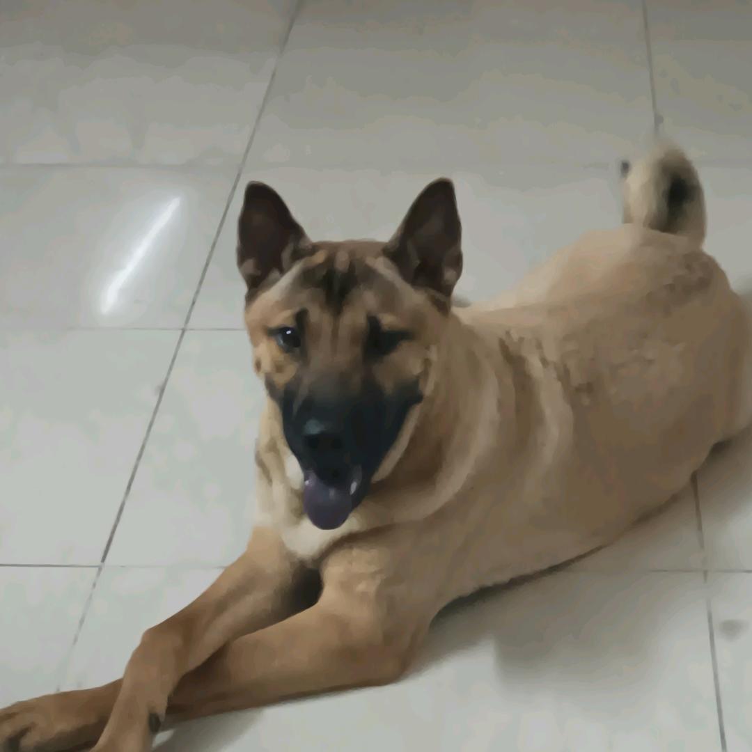 金钱狗粤语