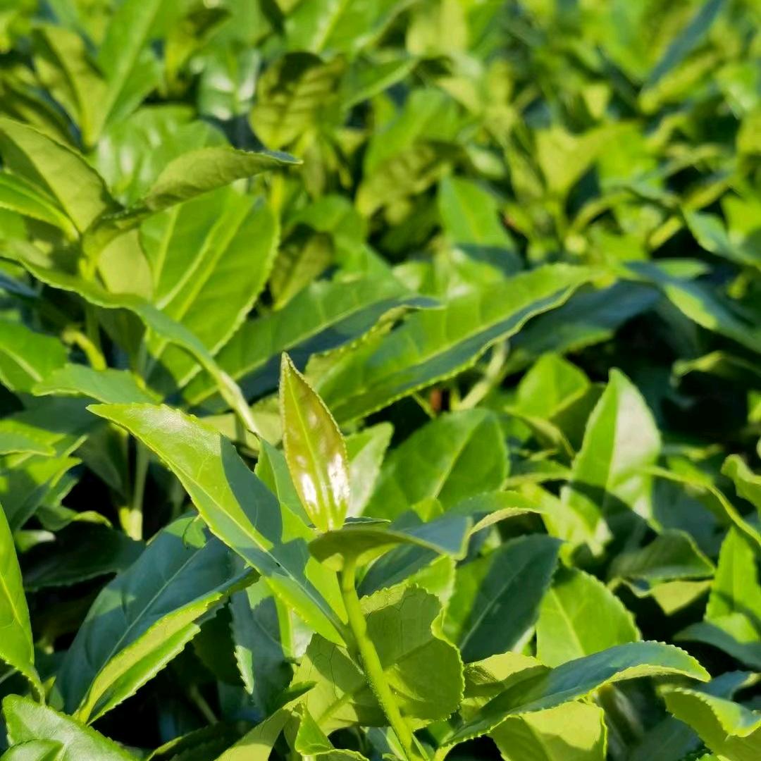 祥铁商贸行（音🎶）