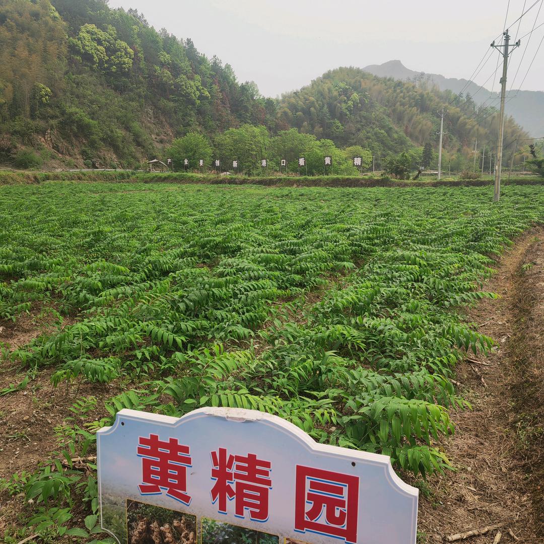 湖北梅杭中药材(黄精之乡)