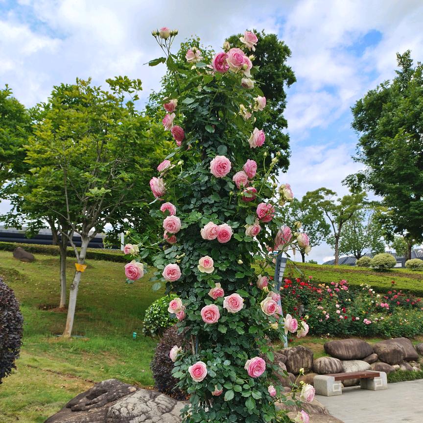 👑请叫我ღ範爺🍒🐾🌻