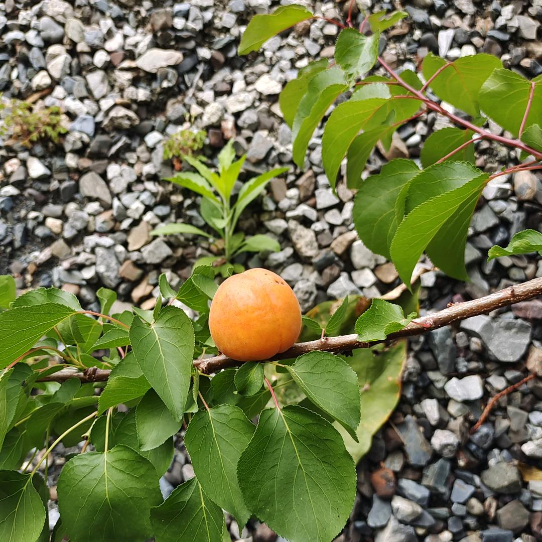 好人一生平安