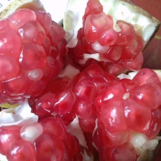 临潼骊山石榴自产自销