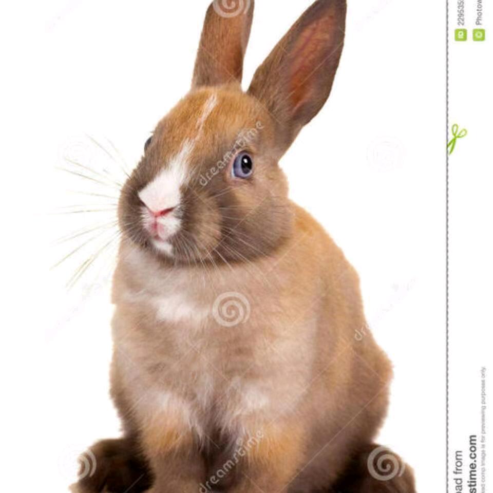 灵兔听曲赏景🐇