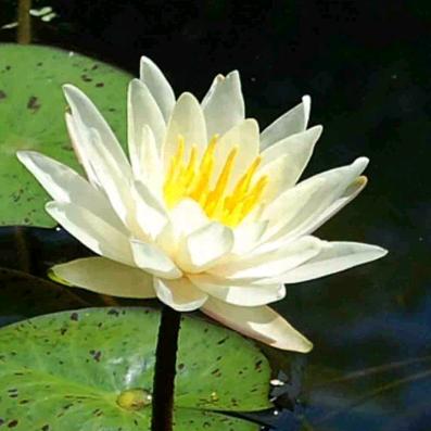 江北流年