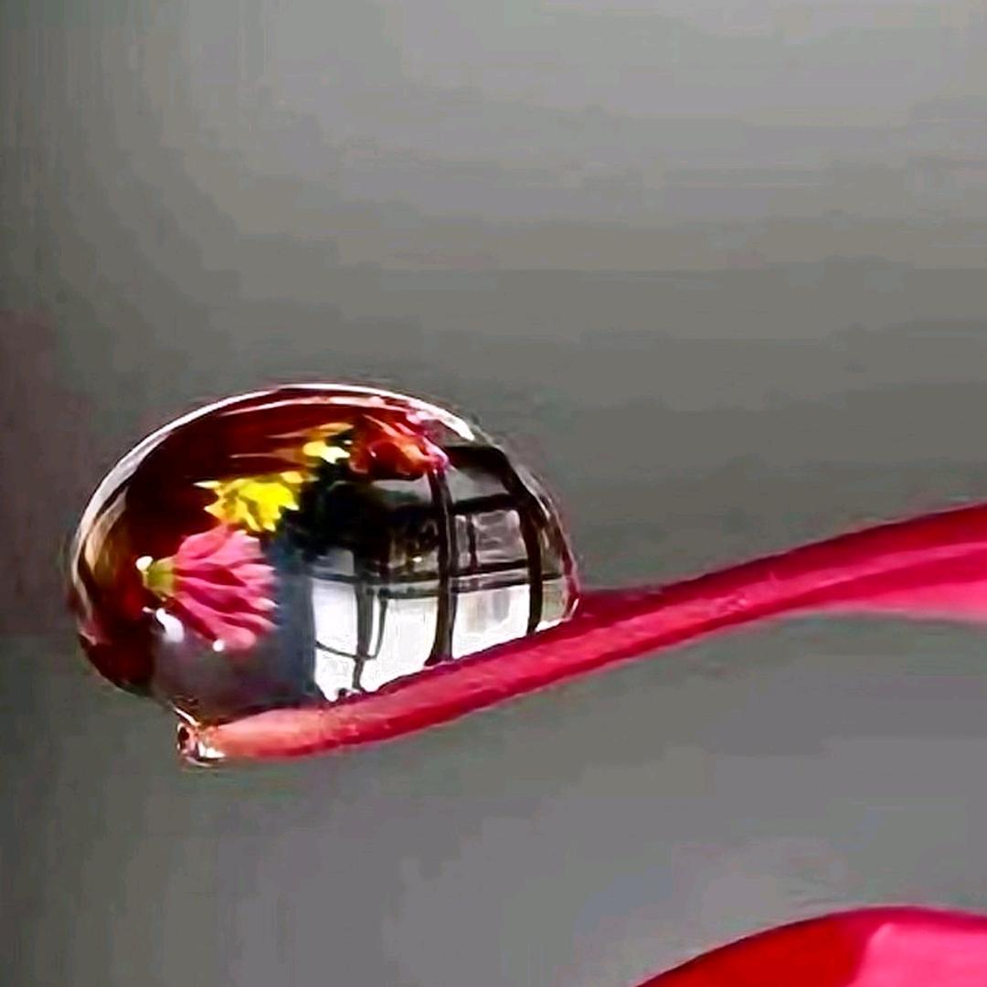 红叶上的露珠