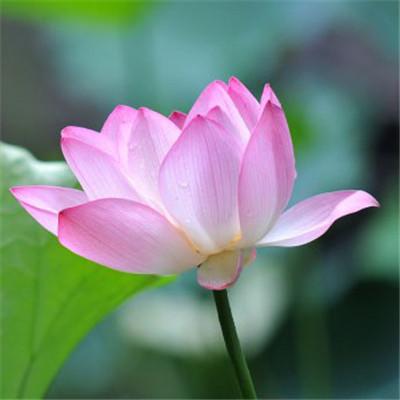 岁月静好zzz