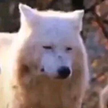 不喝咖啡犯困真菌