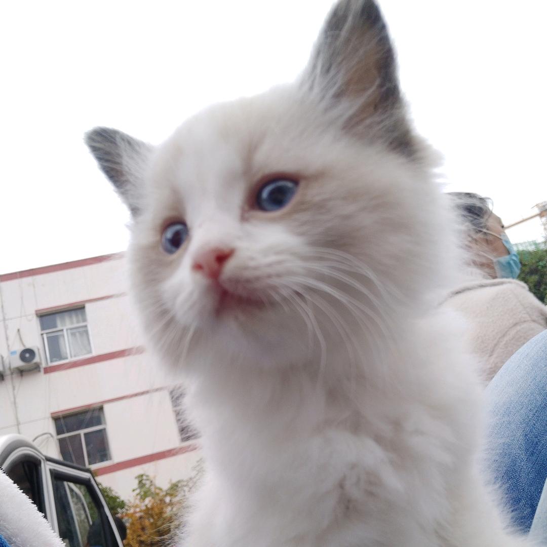 @爱尚布偶猫舍（东海）