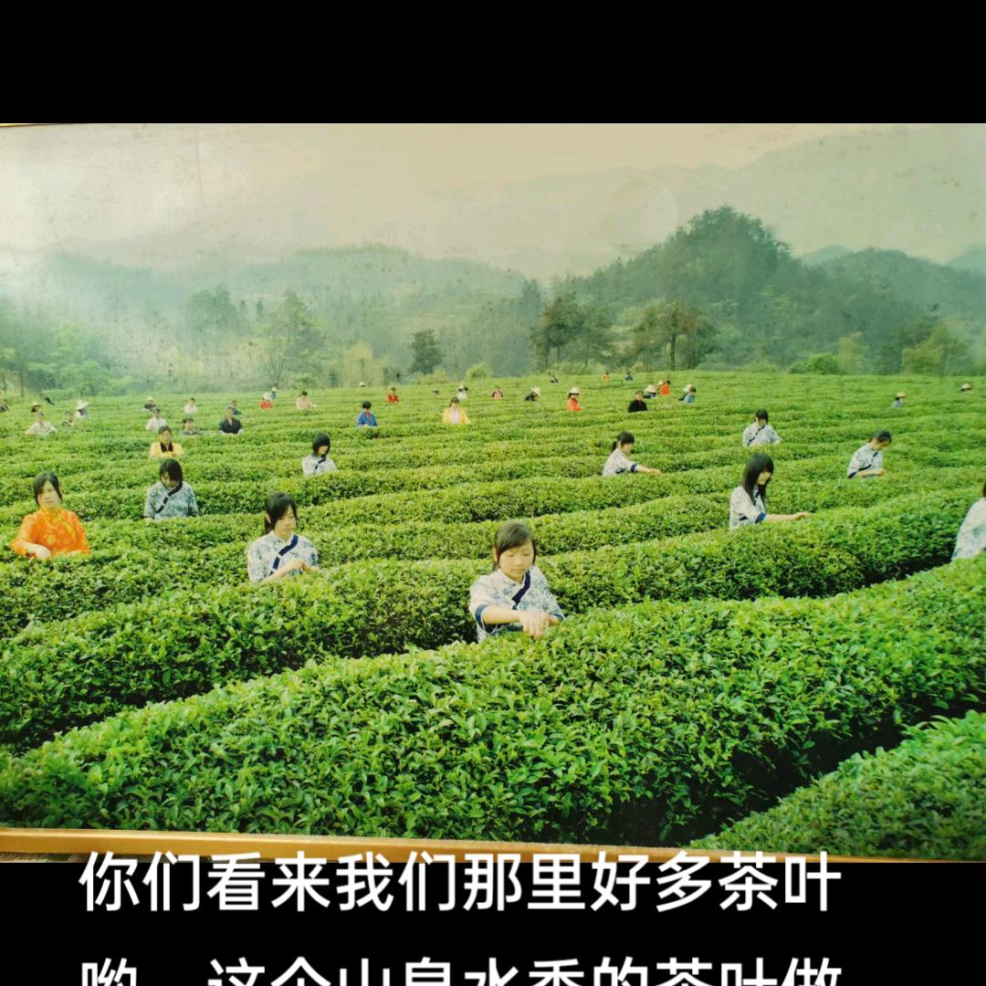 四叶草🌿