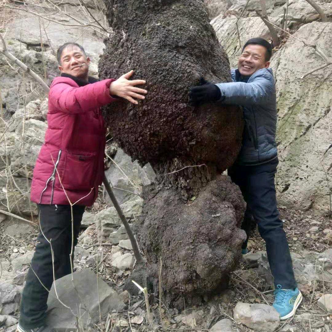 火琉璃酸枣木小铺