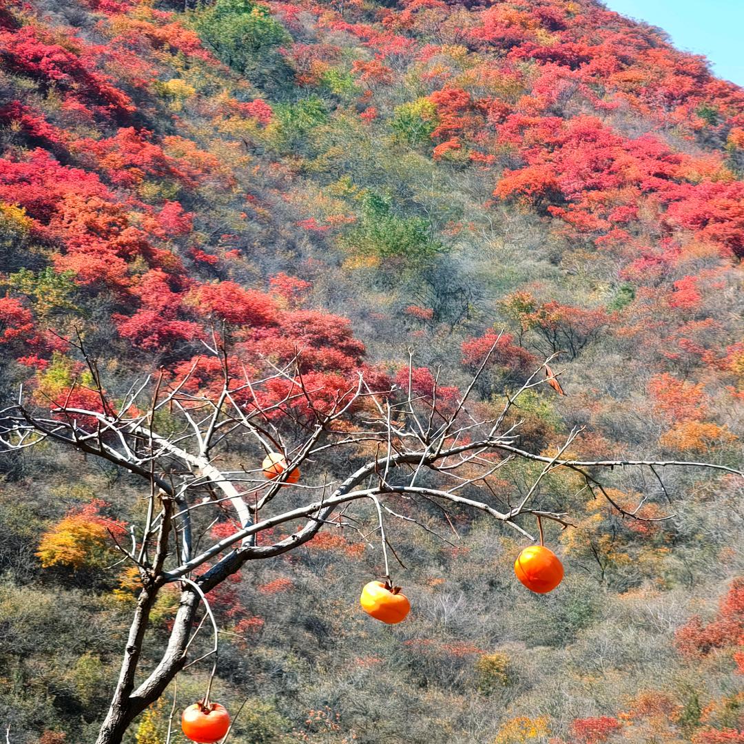 随缘鼎盛