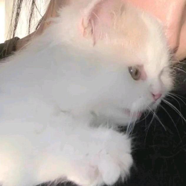 红鲤鱼与绿鲤鱼与驴