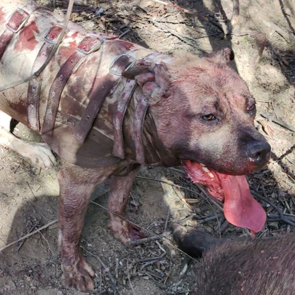 关中刀猎🐗