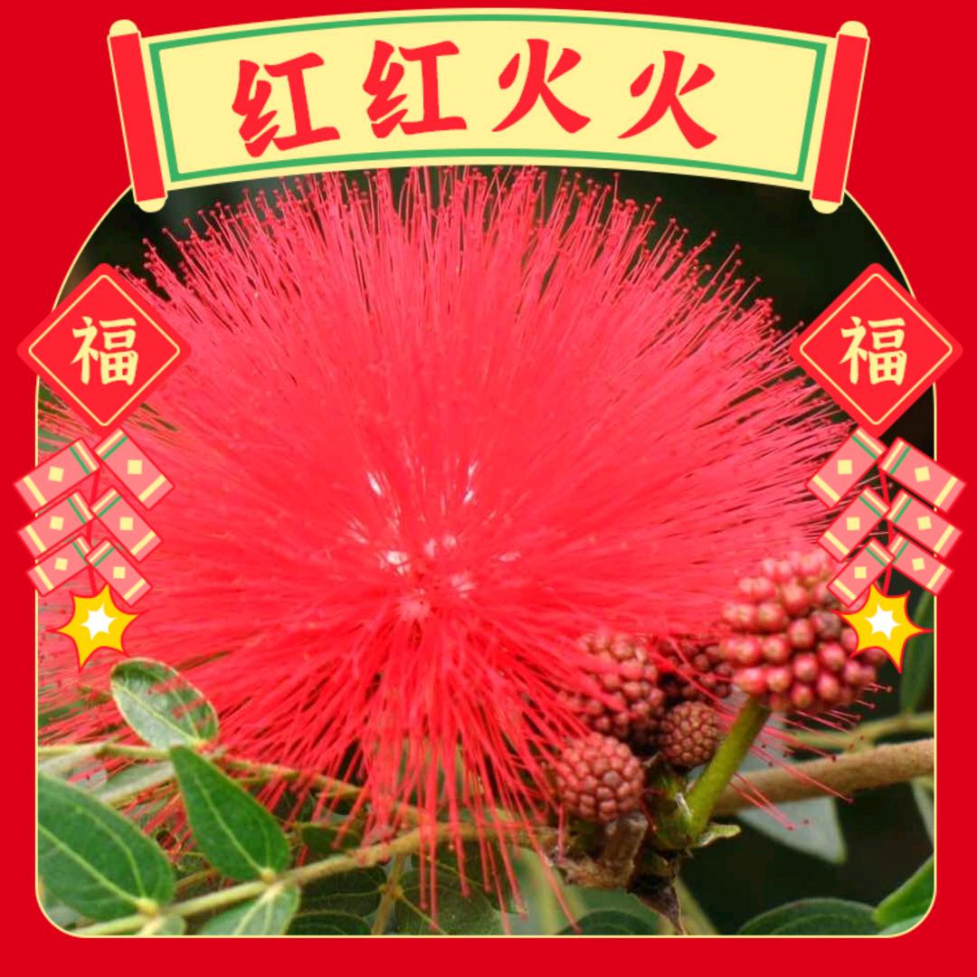 梦L