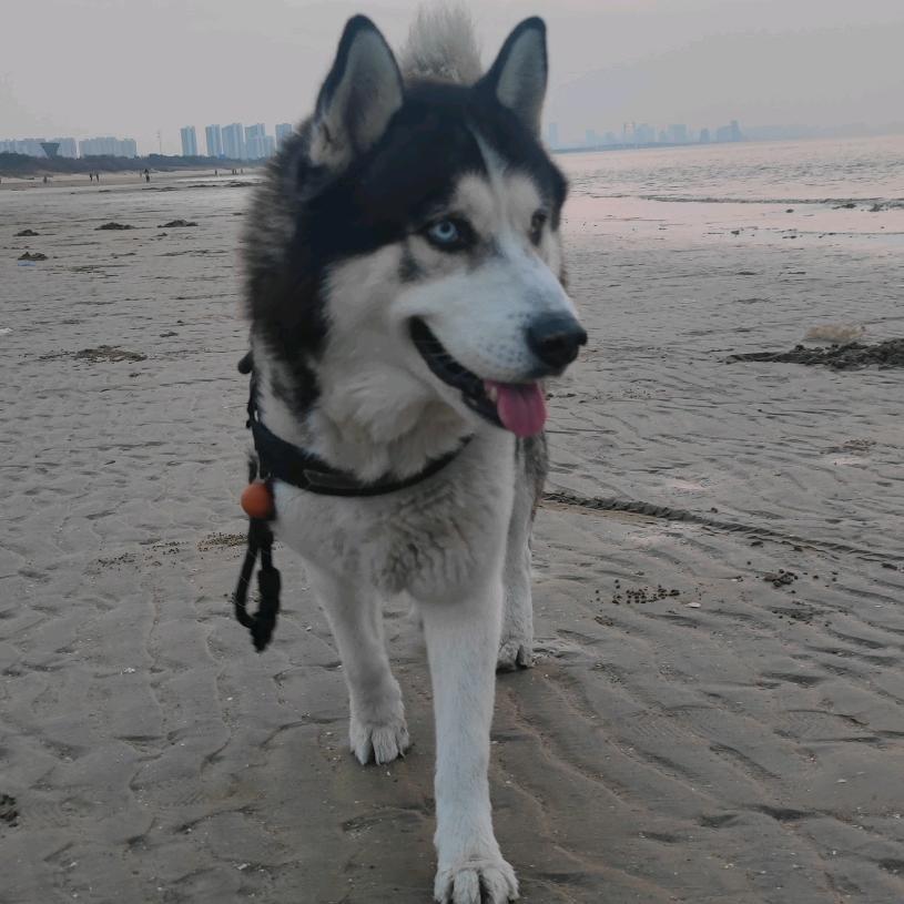 小狼