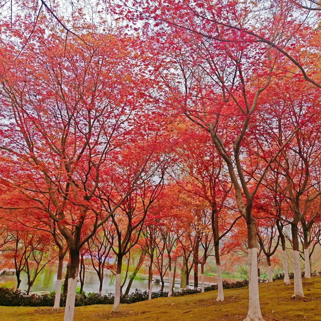 延芳