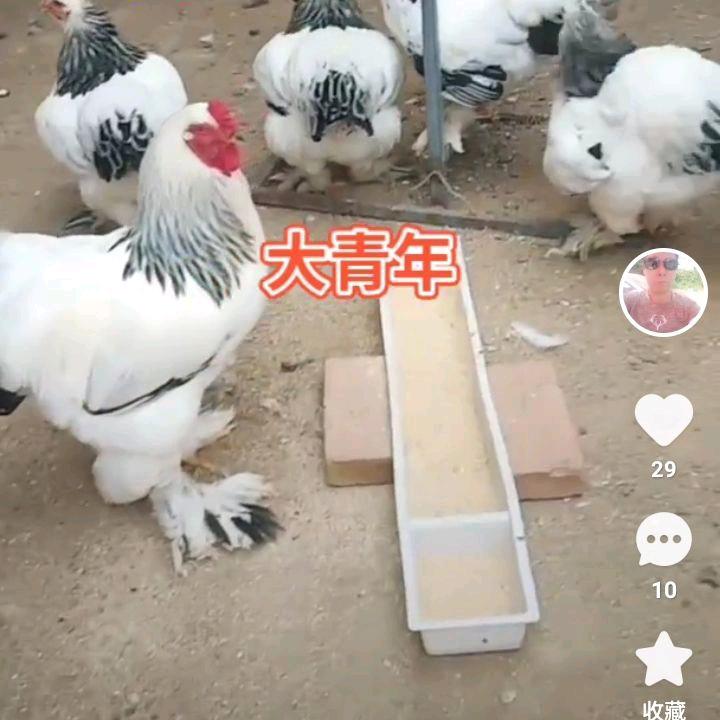 大城明子观赏鸡，孔雀