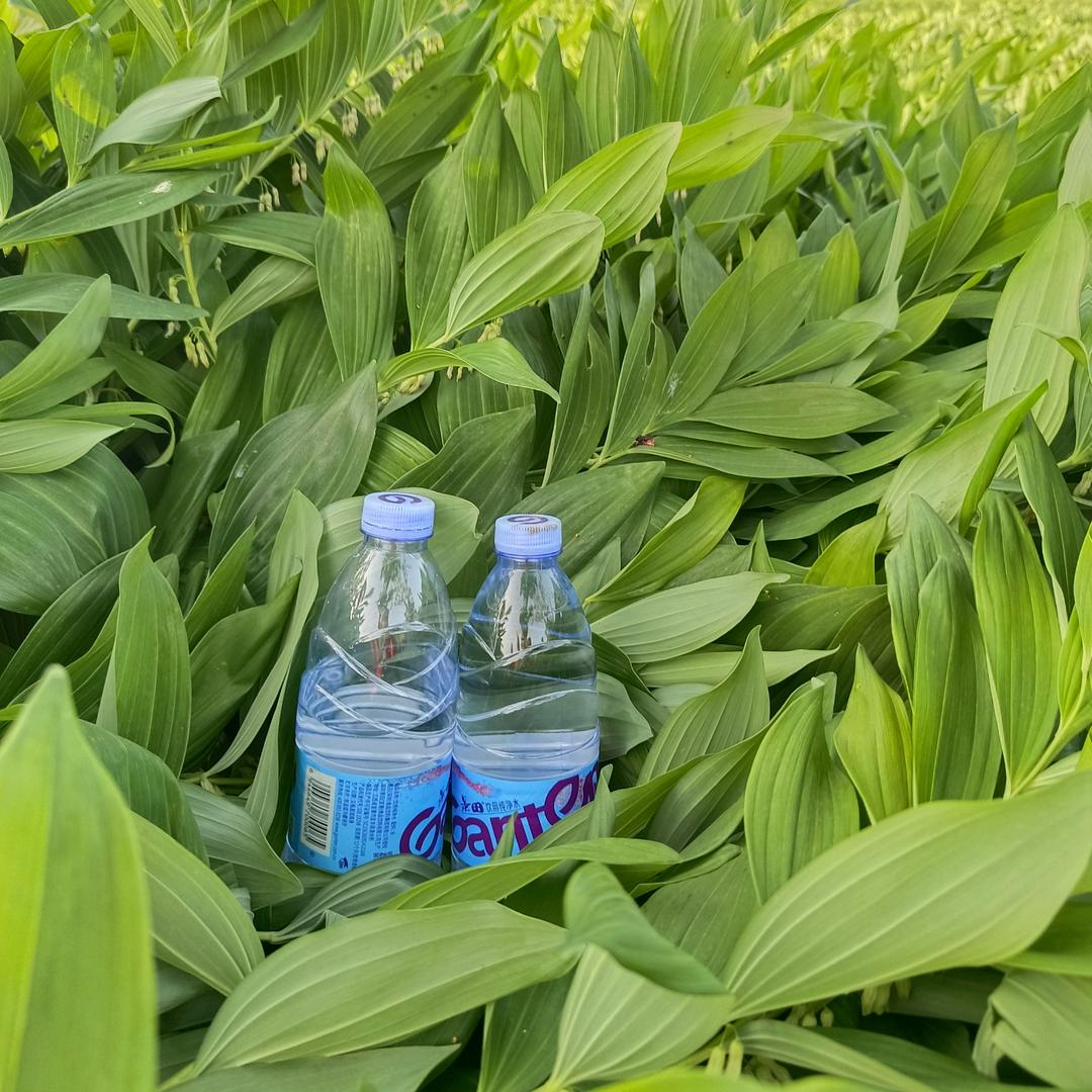 麻城市仙草缘农业（玉竹石菖蒲种植）