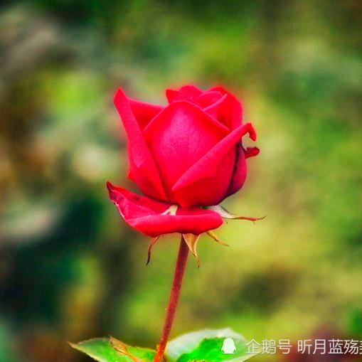 w闪电