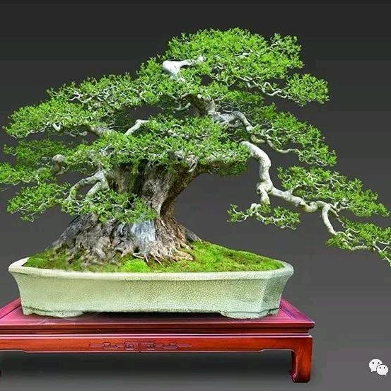 有缘盆景园艺
