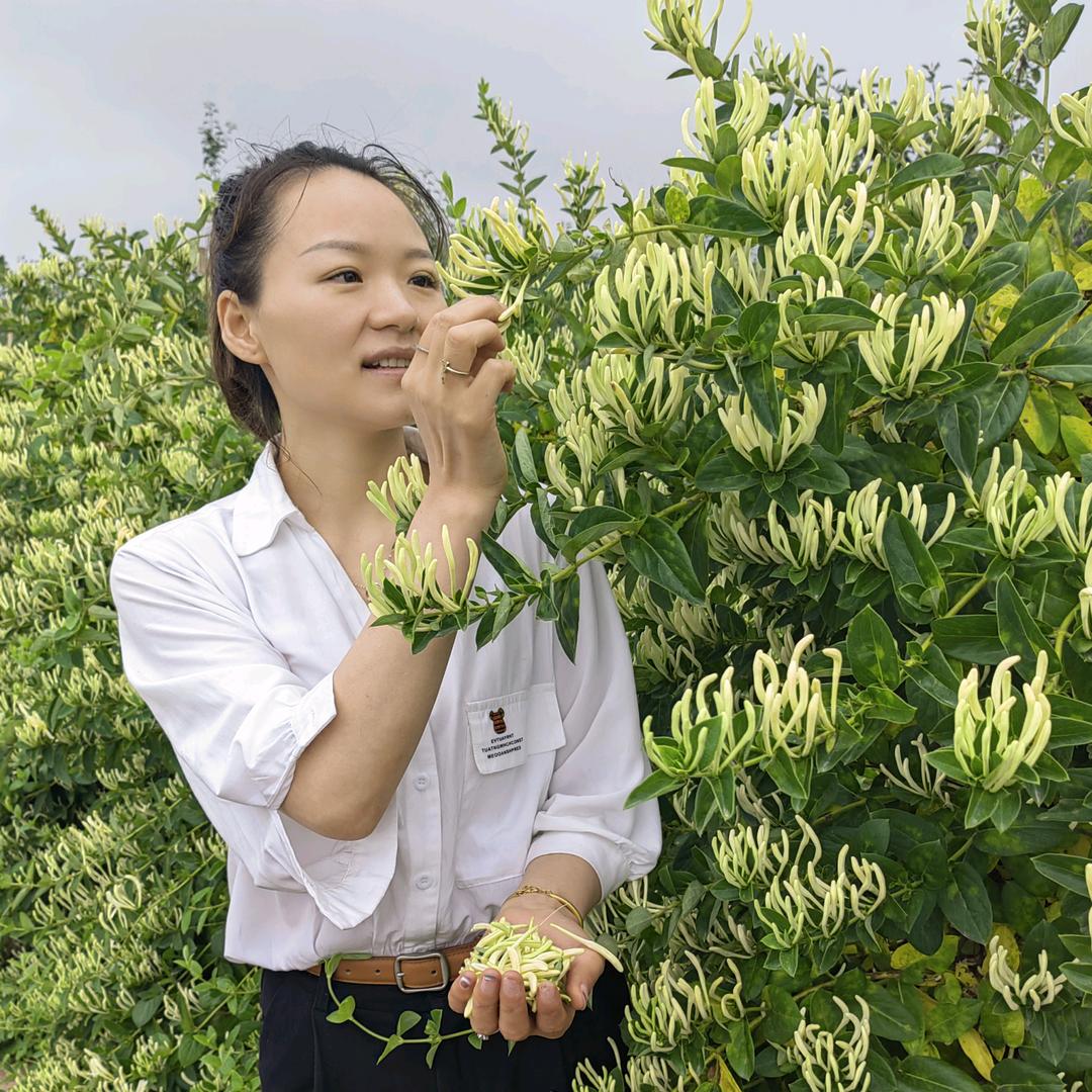 众旺嘉禾—金银花小胡子