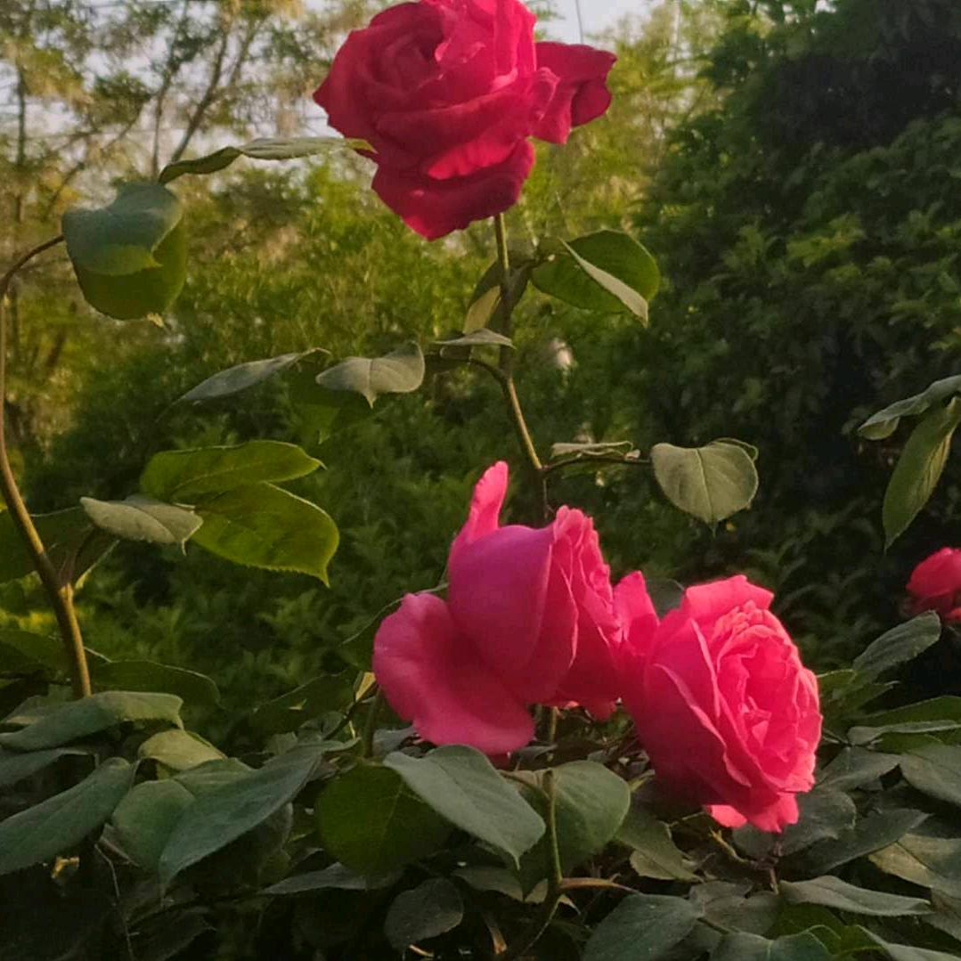 春暖花开: