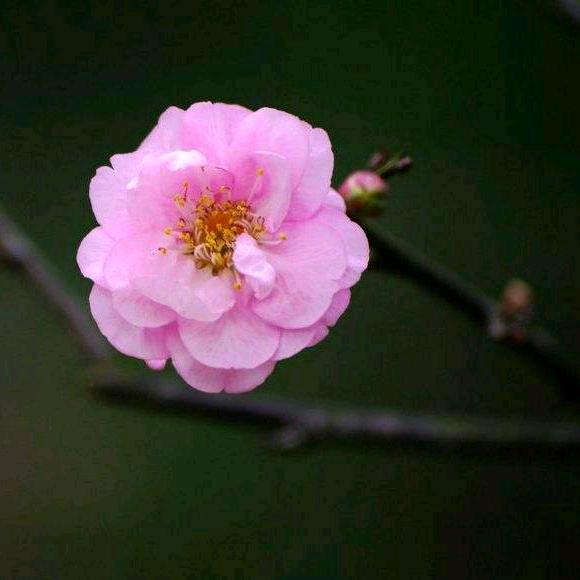 梅花那时开