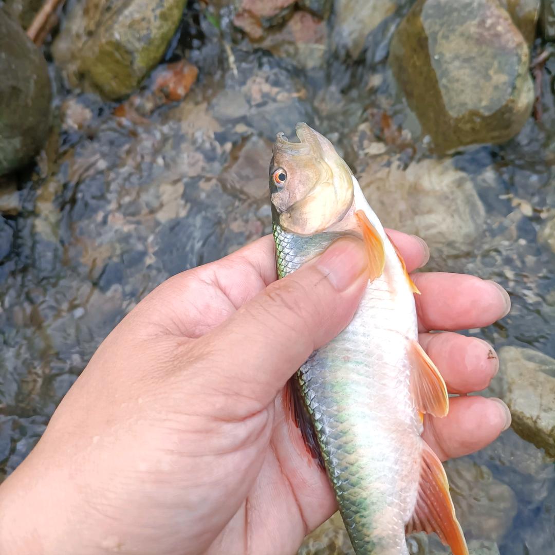 坤坤钓渔——溪流钓