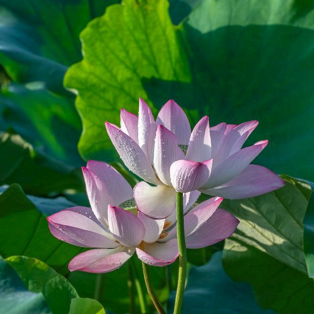 敏儿手工折纸