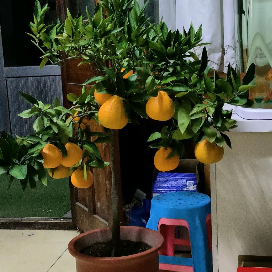 桔子树