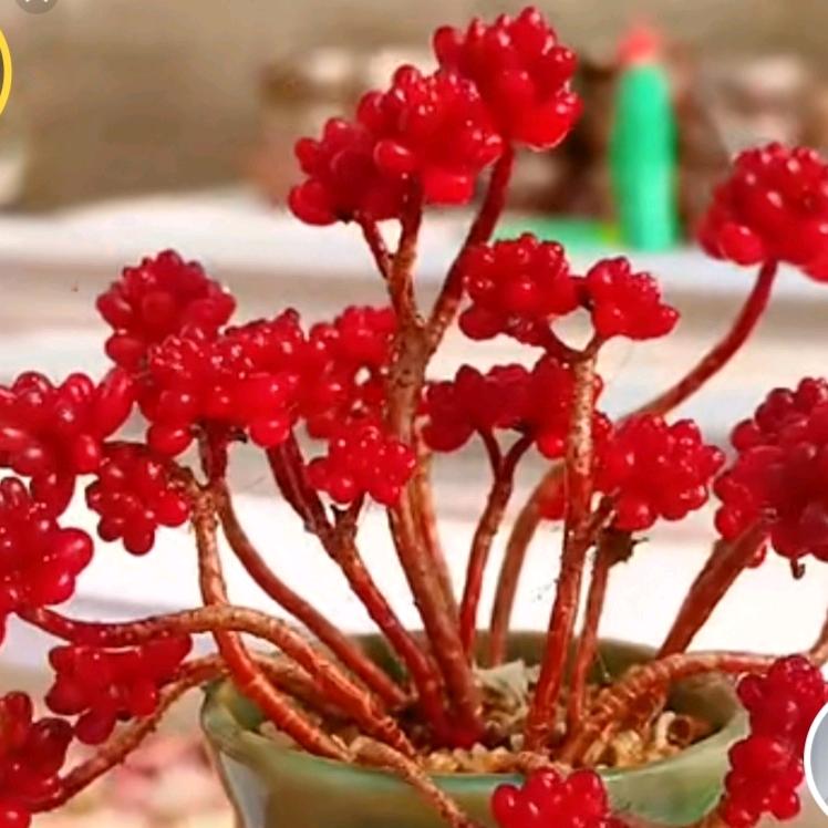 红果果🍒