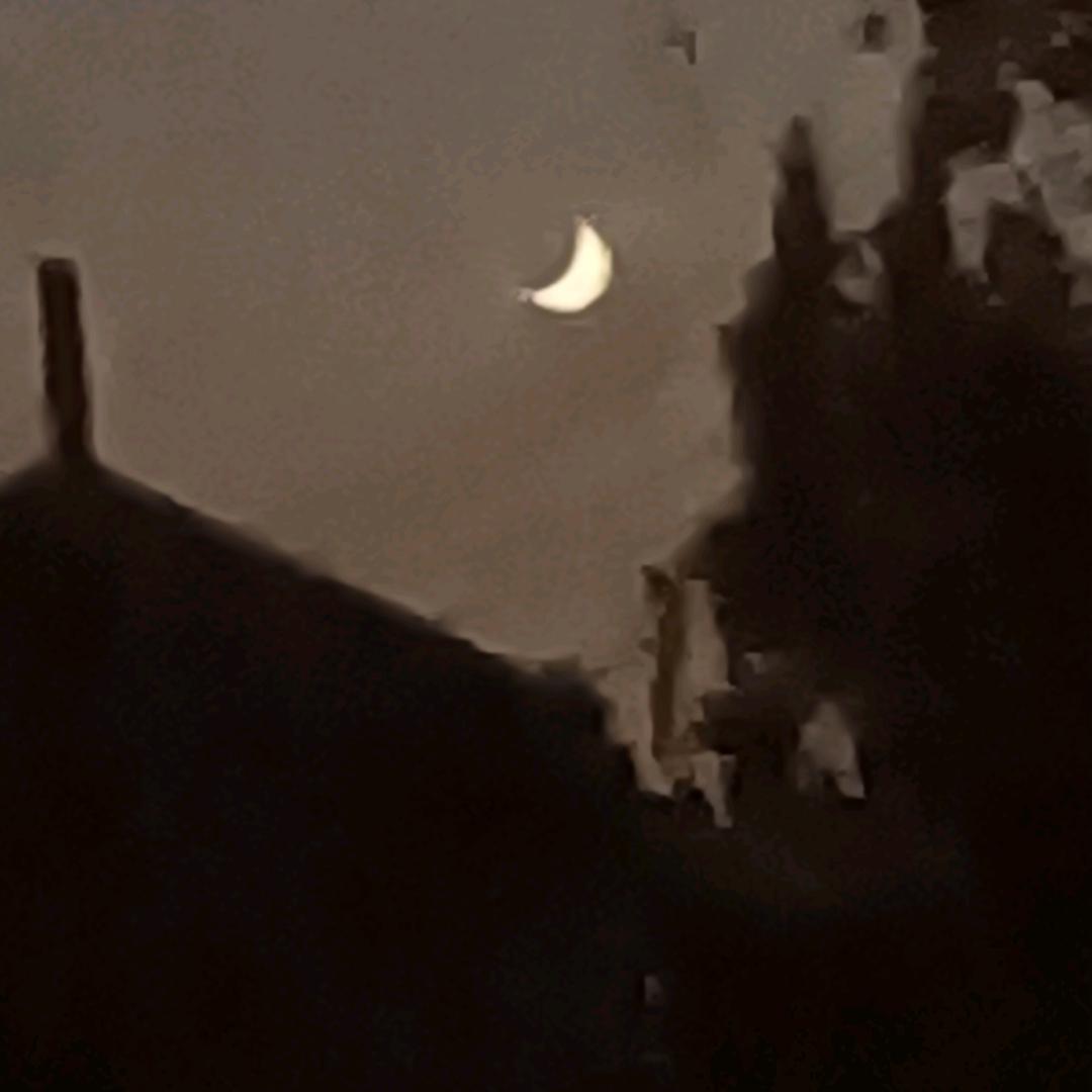 夜猫