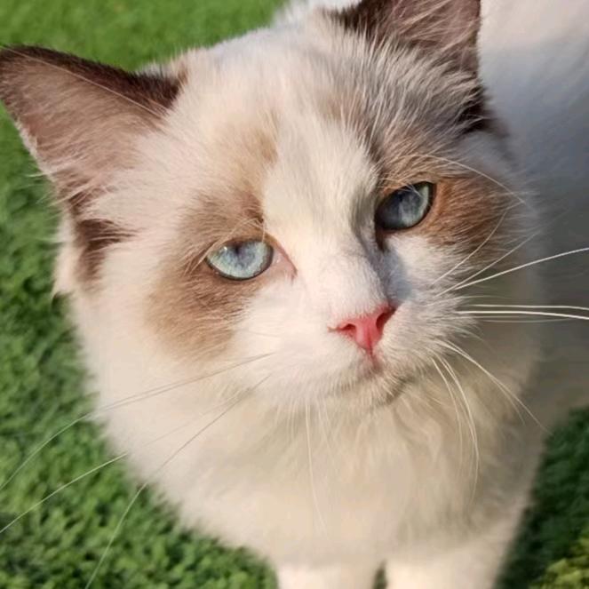 我是不吃猫的鱼