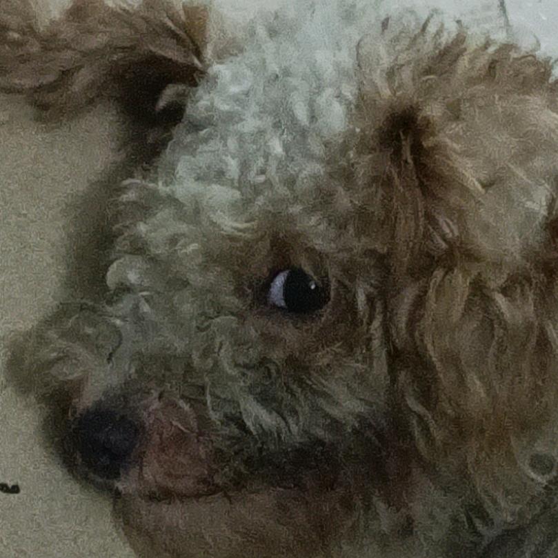 鹏宇很老实